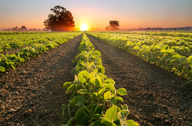 10 great tips growing vegetables