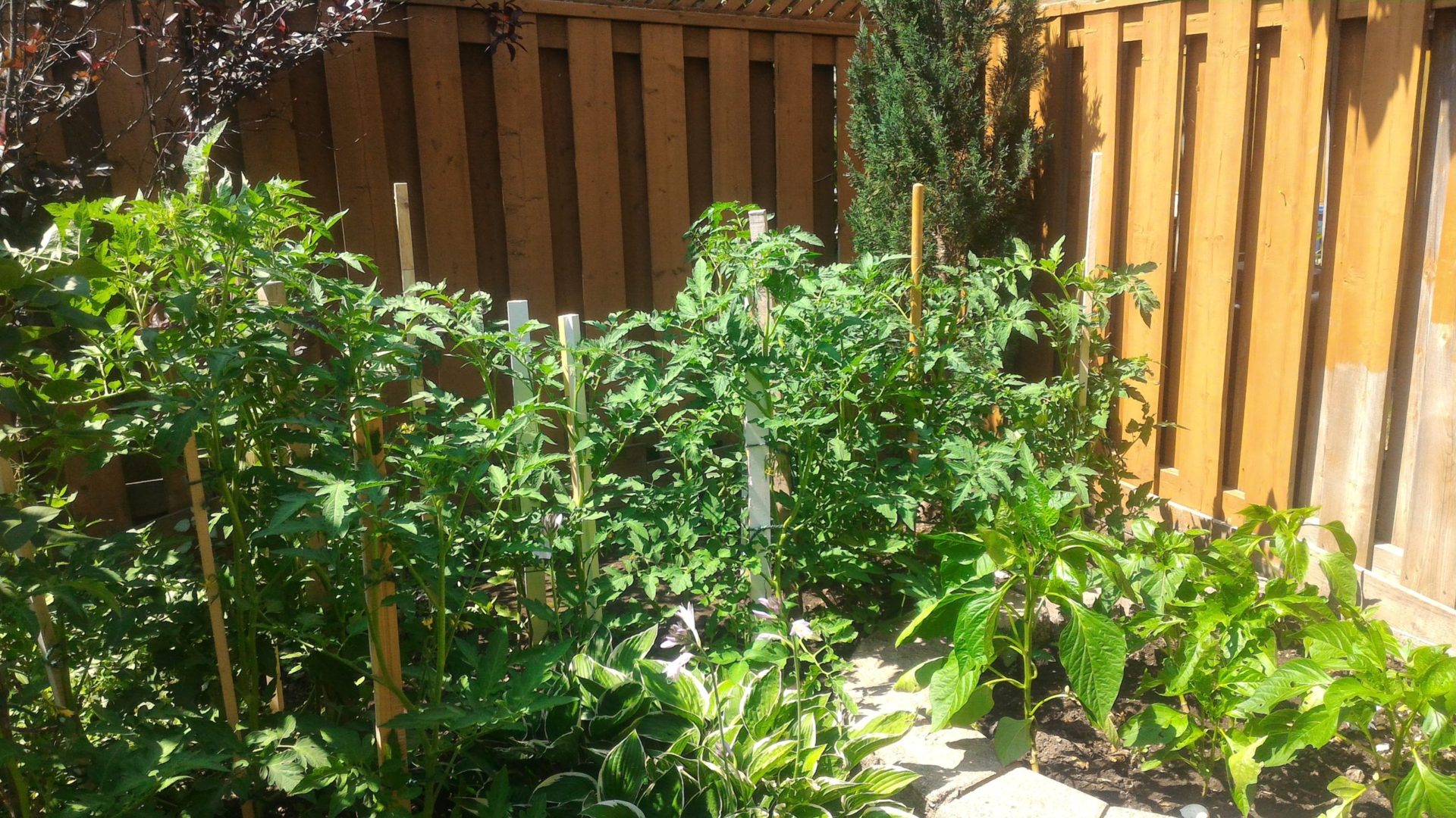 Tomatoes and Green Peppers