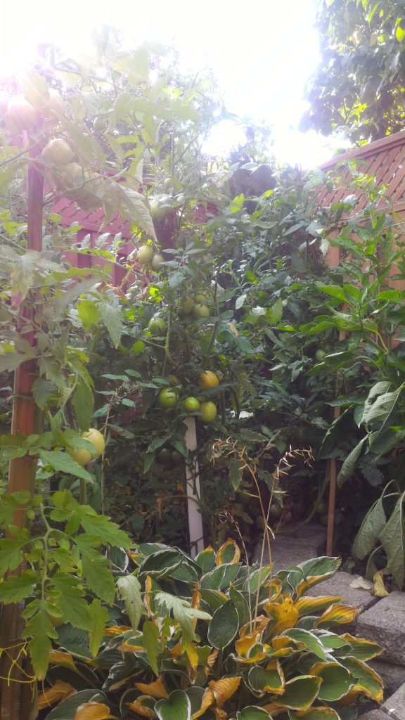 10 Reasons Why Growing Tomatoes is Beneficial