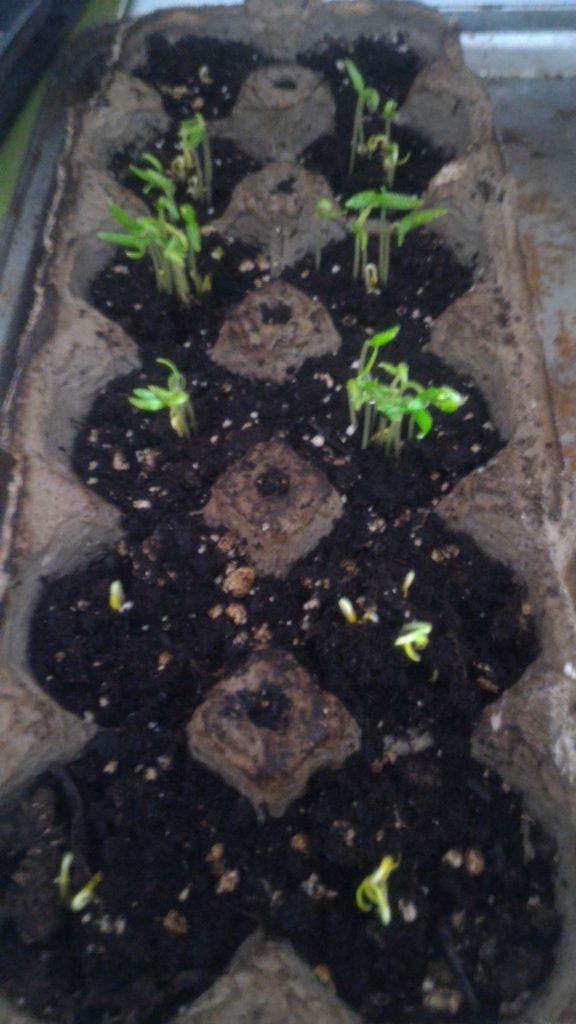 Growing Vegetables From Seeds