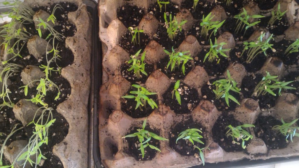 Growing Vegetables From Seeds