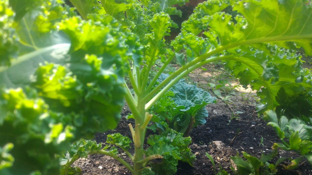 Gardening Kale For The Summer