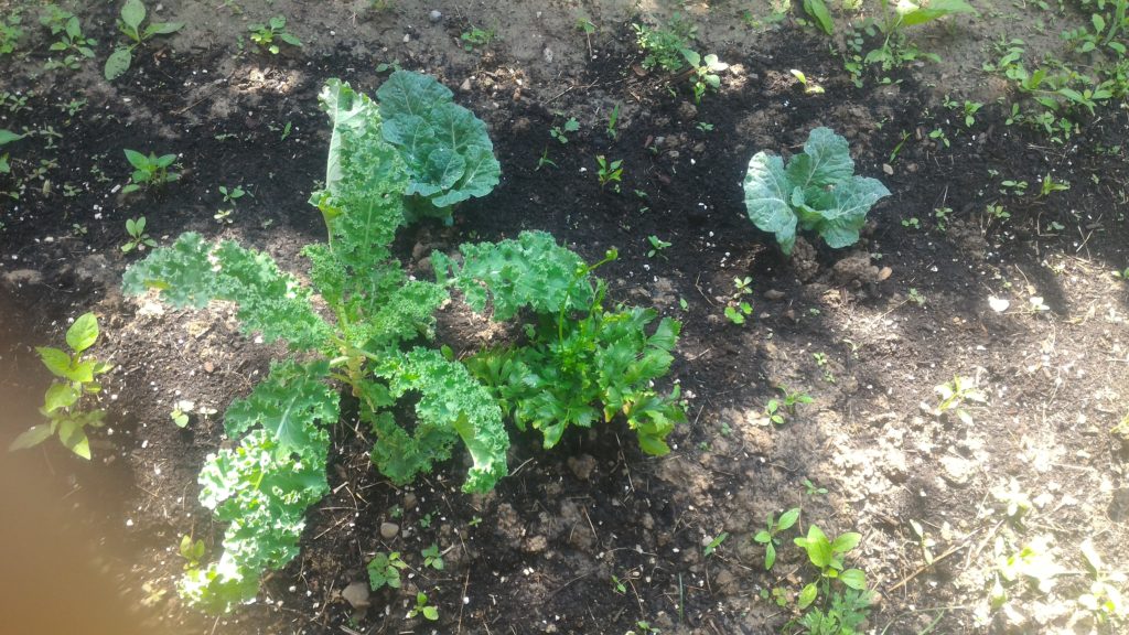Last Kale For the Summer