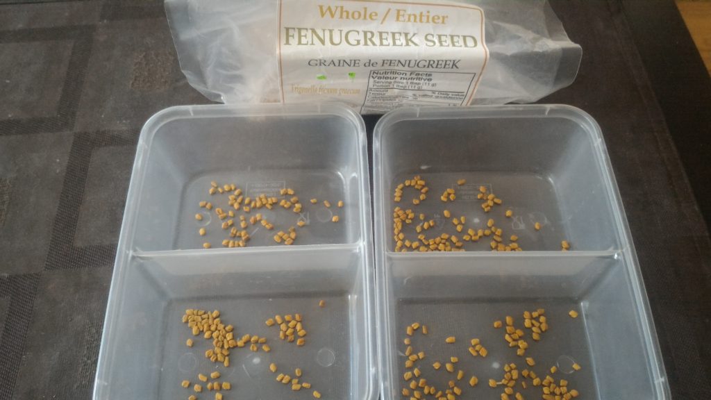 Growing Fenugreek From The Seeds