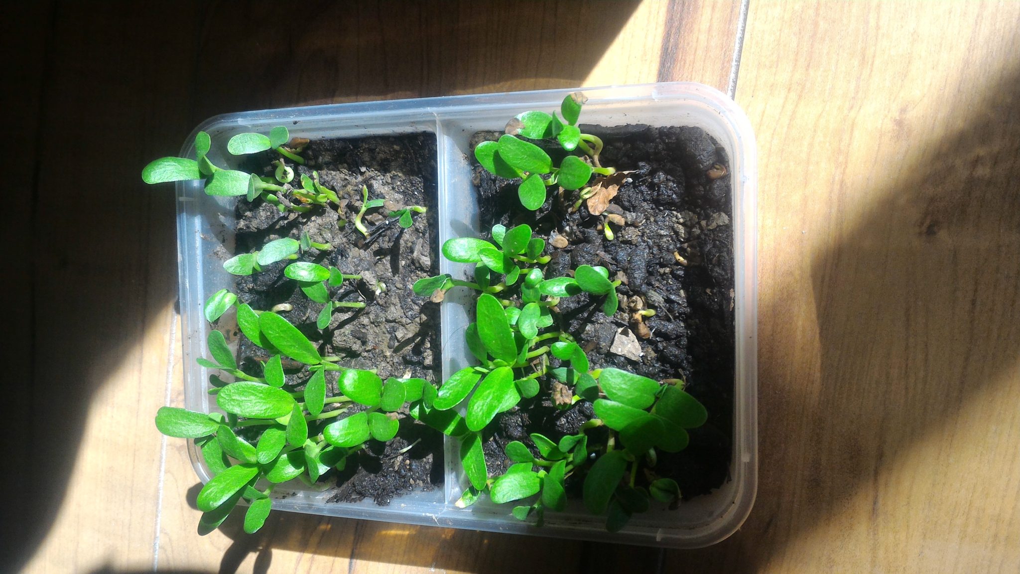 Growing Fenugreek From The Seeds Everything Handmade