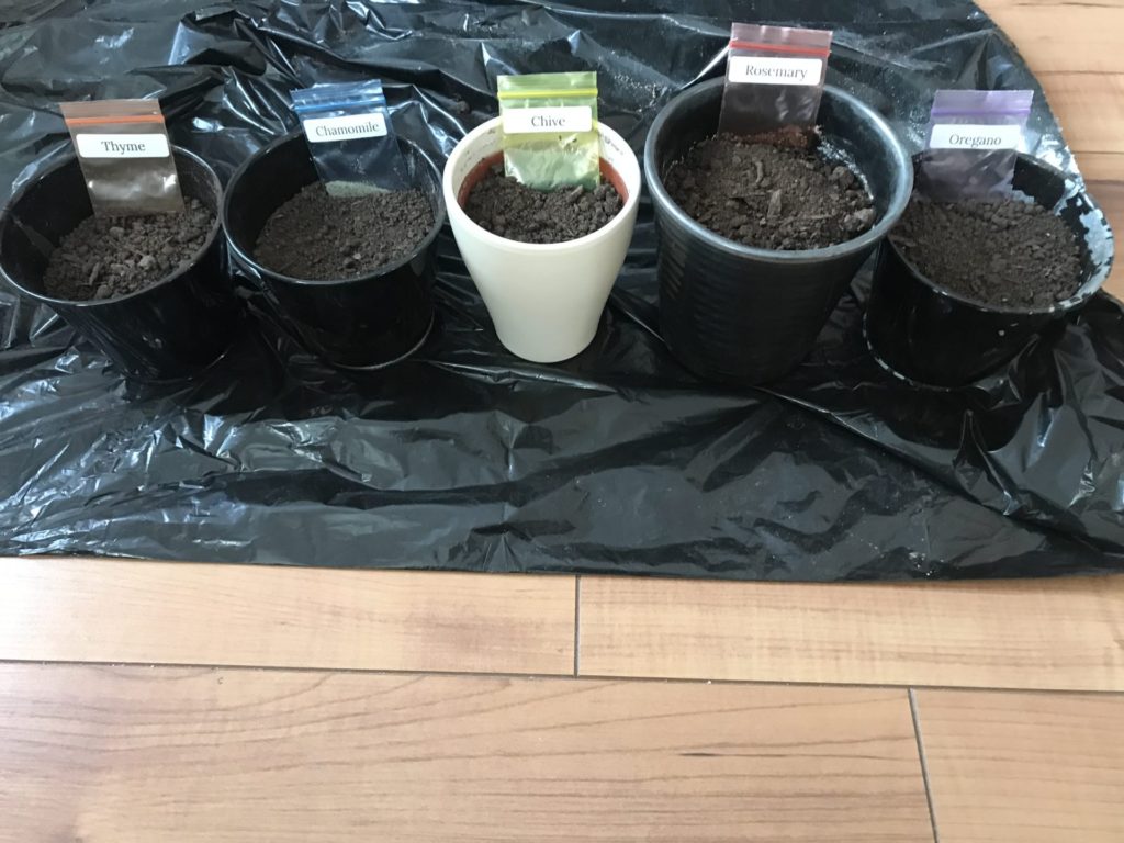 An Indoor Herb garden Kit