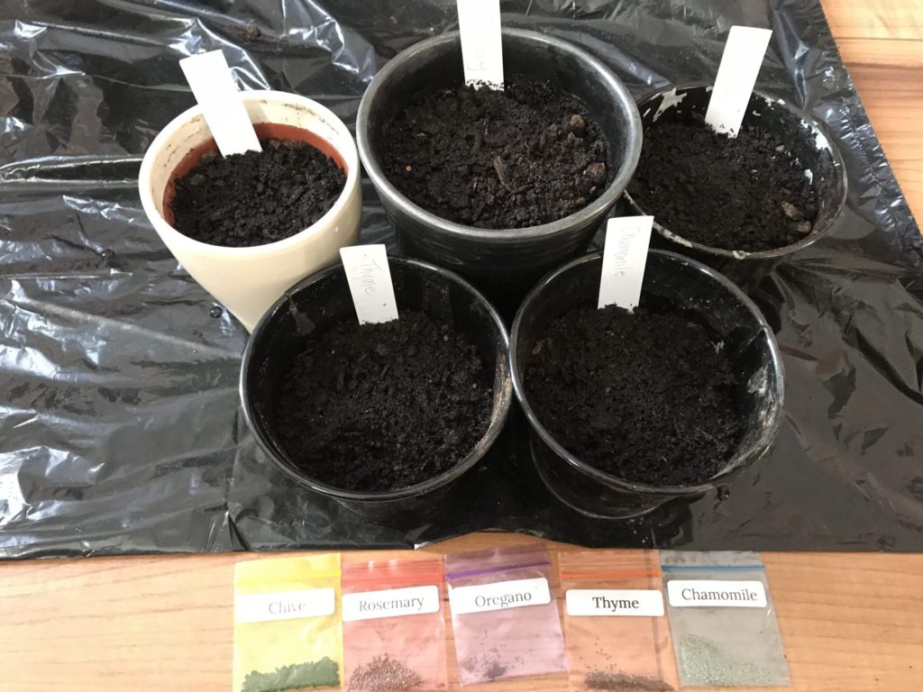 An Indoor Herb garden Kit