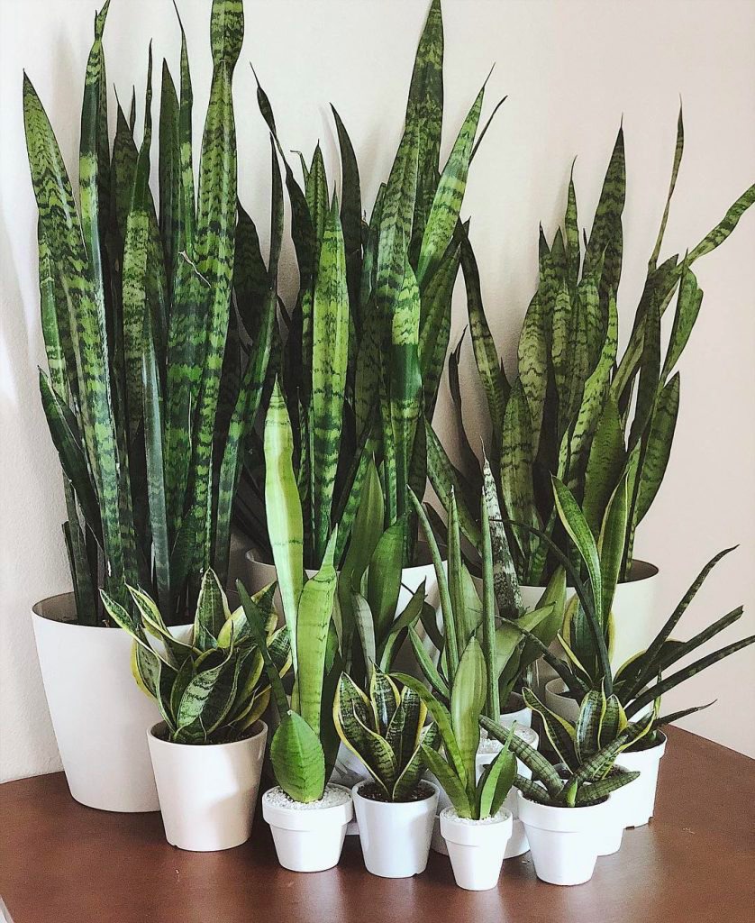 Best City House Plants