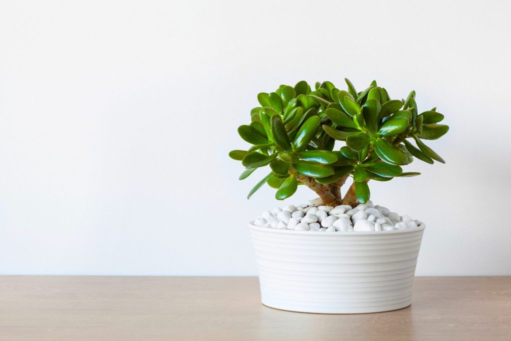 Best City House Plants