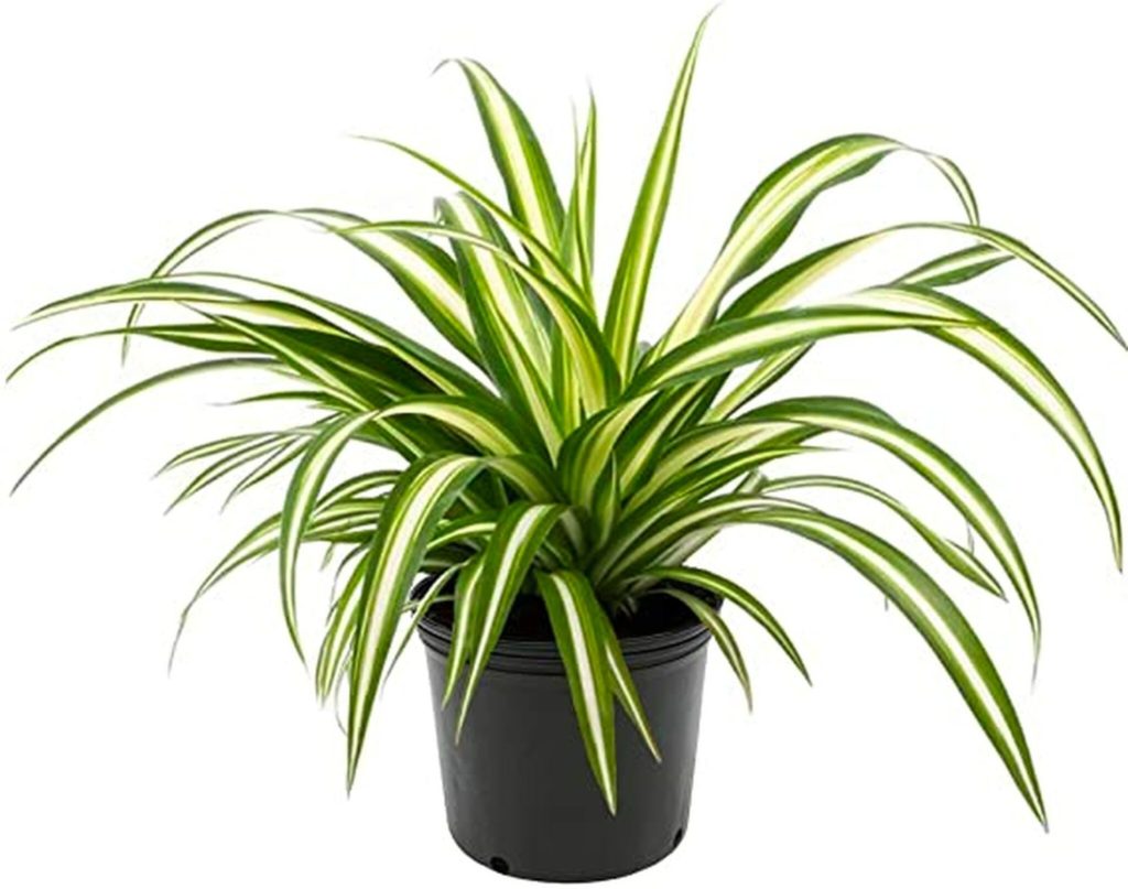 Best City House Plants