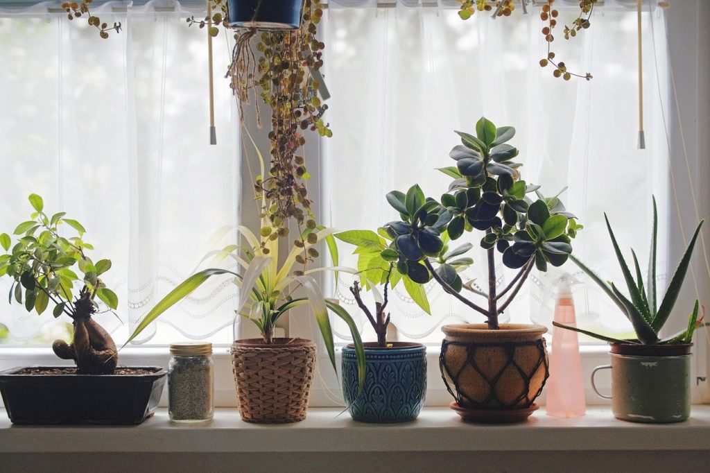 Best city House Plants