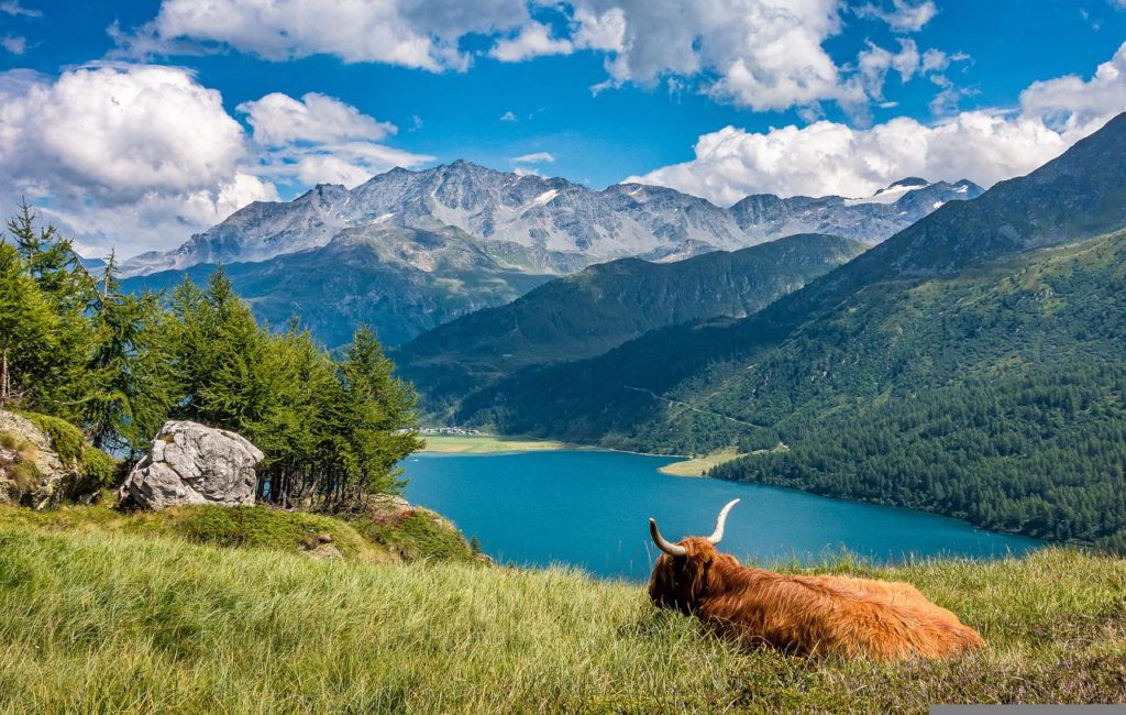 lake, cow, highland cattle-5534341.jpg