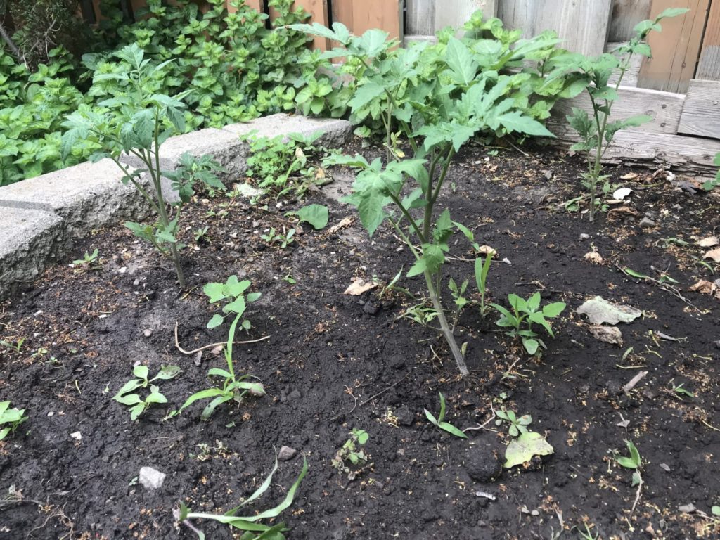 Growing 16 vegetables, Herbs and fruit in the City