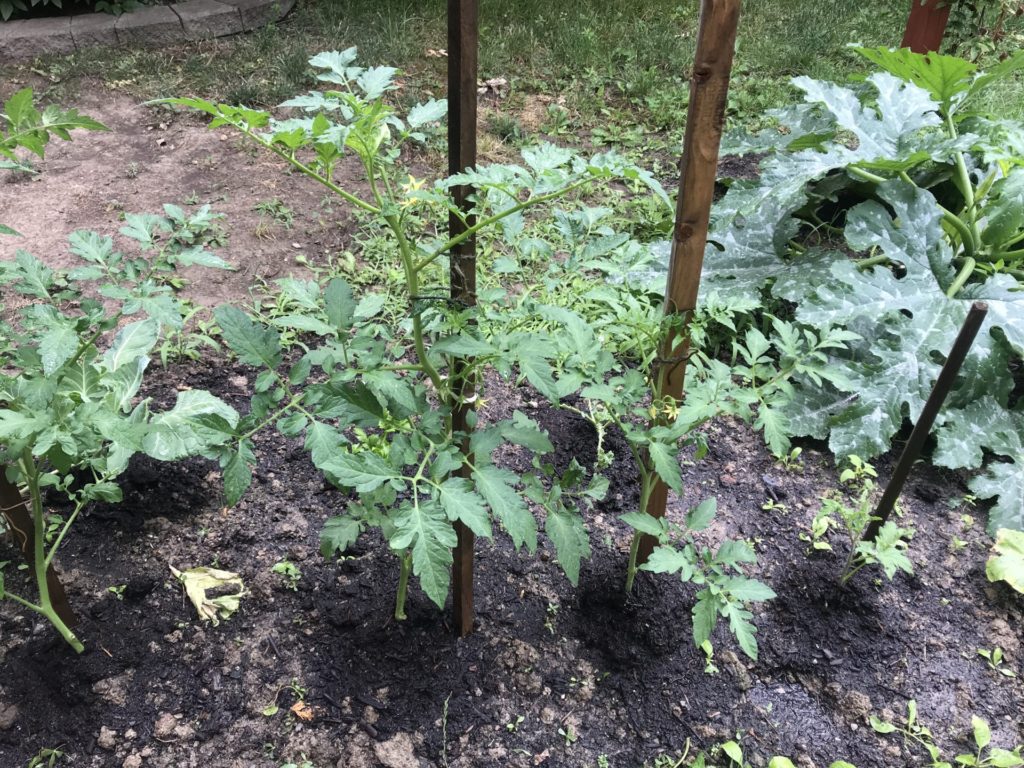 End of July Urban Garden Growth