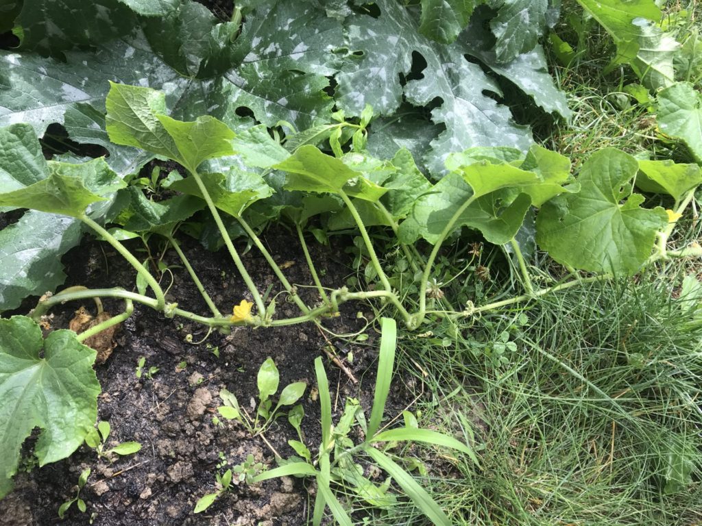 End of July Urban Garden Growth