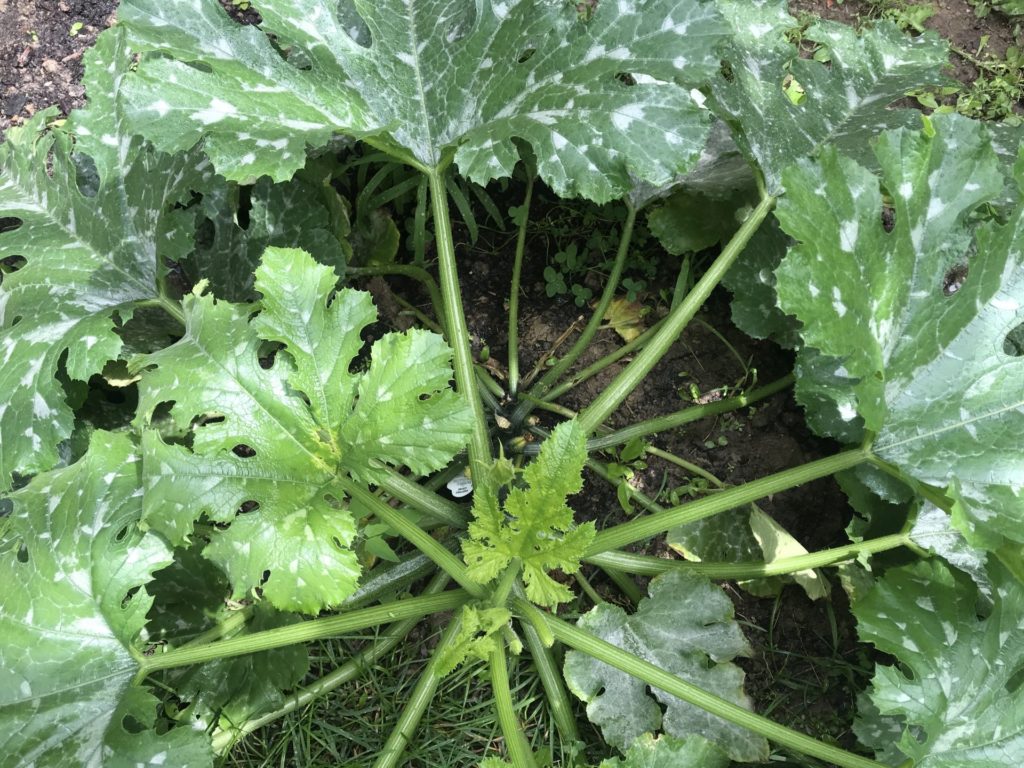 End of July Urban Garden Growth