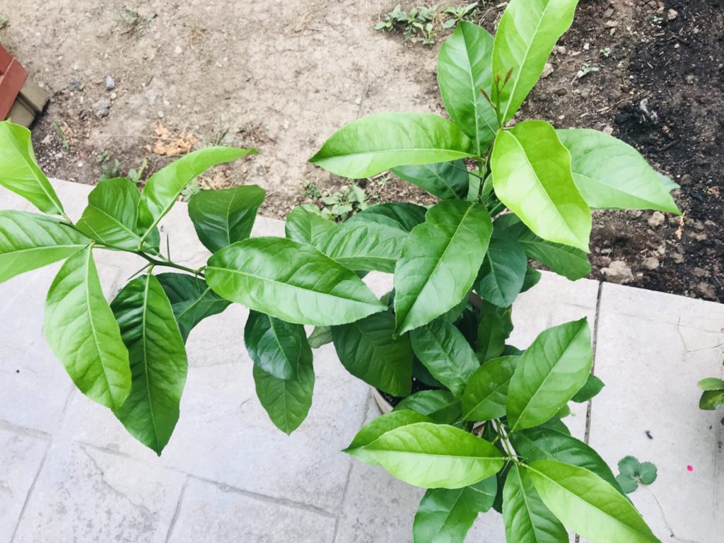 Growing A Lemon Plant From Seed