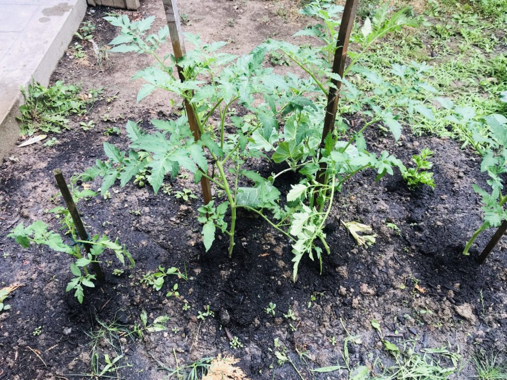 End of July Urban Garden Growth