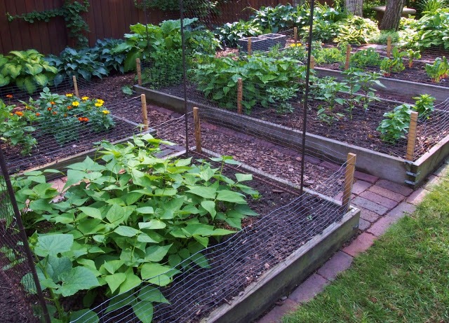 7 Late Summer Urban Garden Tips