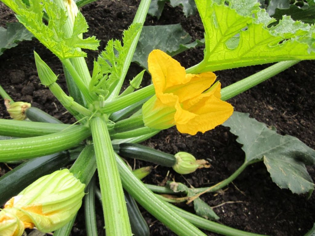 7 Late Summer Backyard Gardening Tips