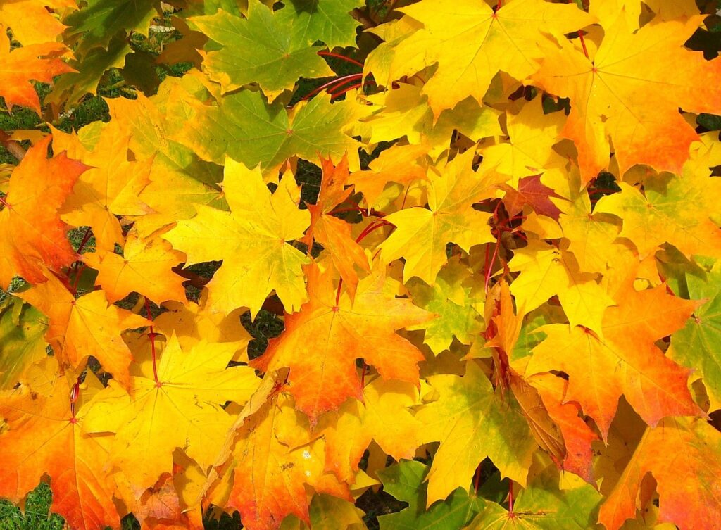 leaves, maple, autumn-57427.jpg