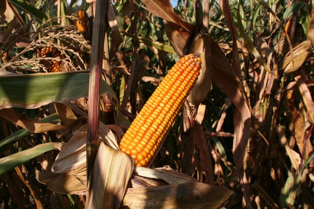 cornfield, corn, agriculture-1285244.jpg