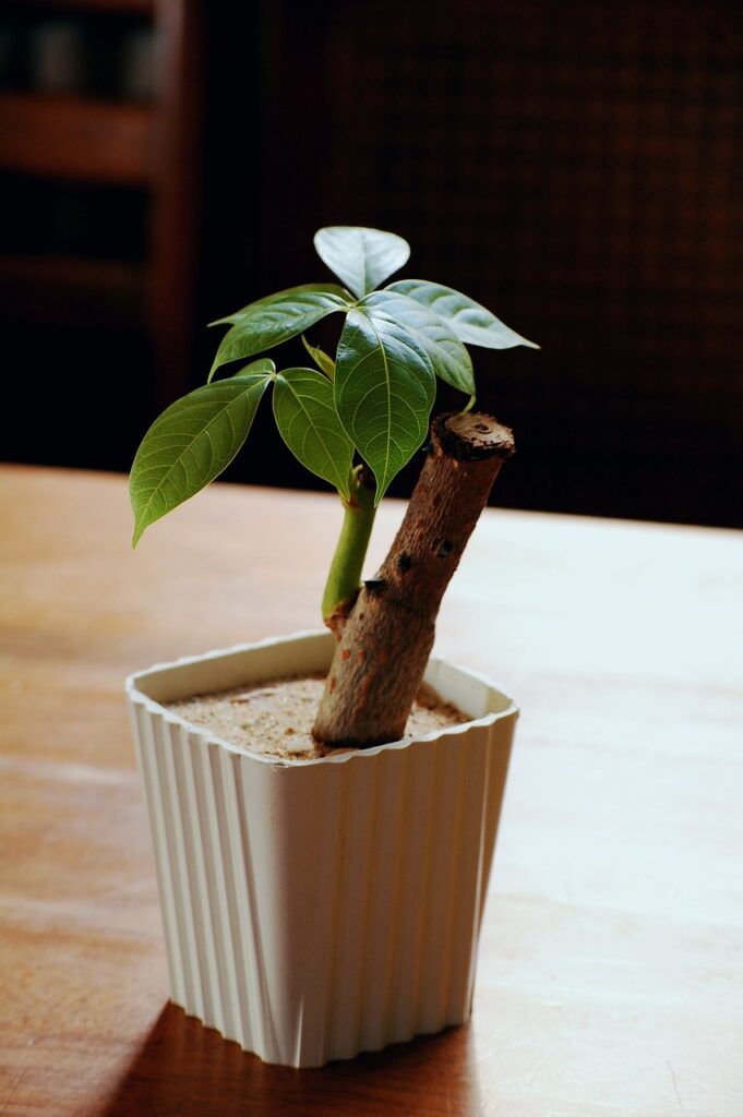 money tree, bonsai, plant-5352199.jpg
