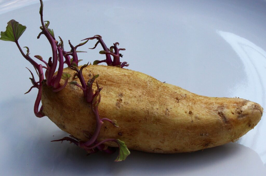 potato, seed potato, vegetable-1927136.jpg
