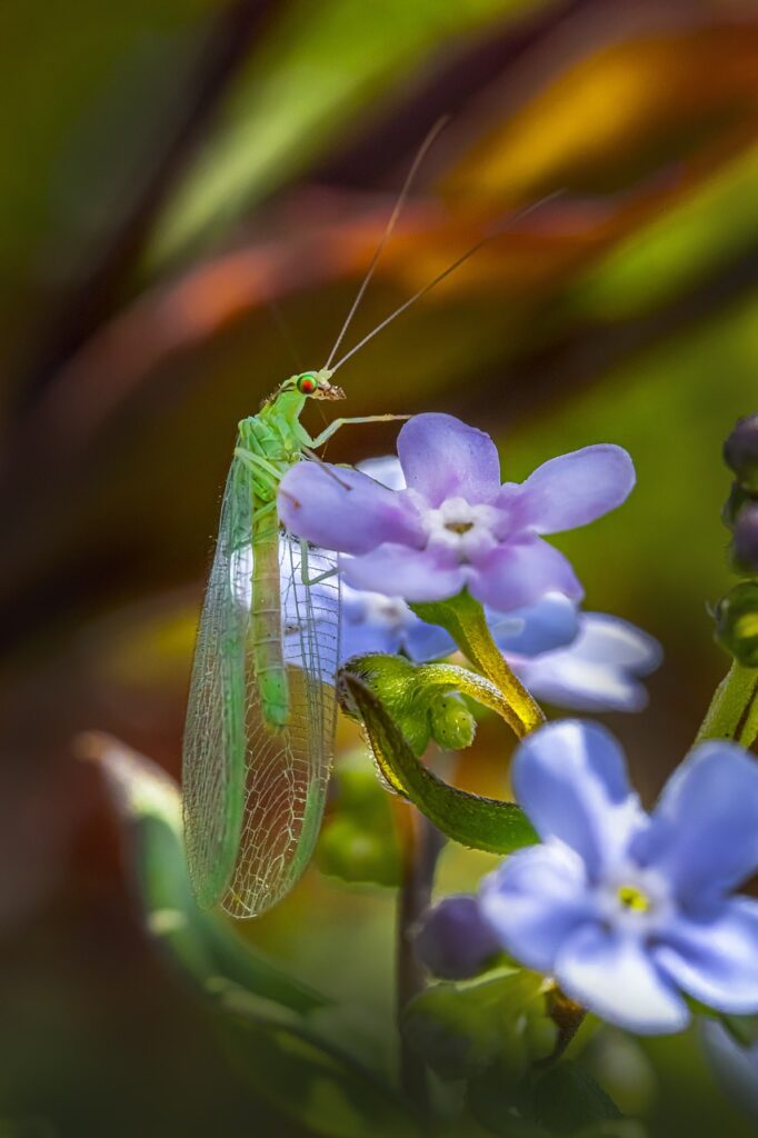 green lacewing, bug, insect-7997506.jpg