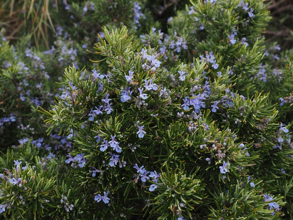 rosemary, blossoms, blue-1090418.jpg