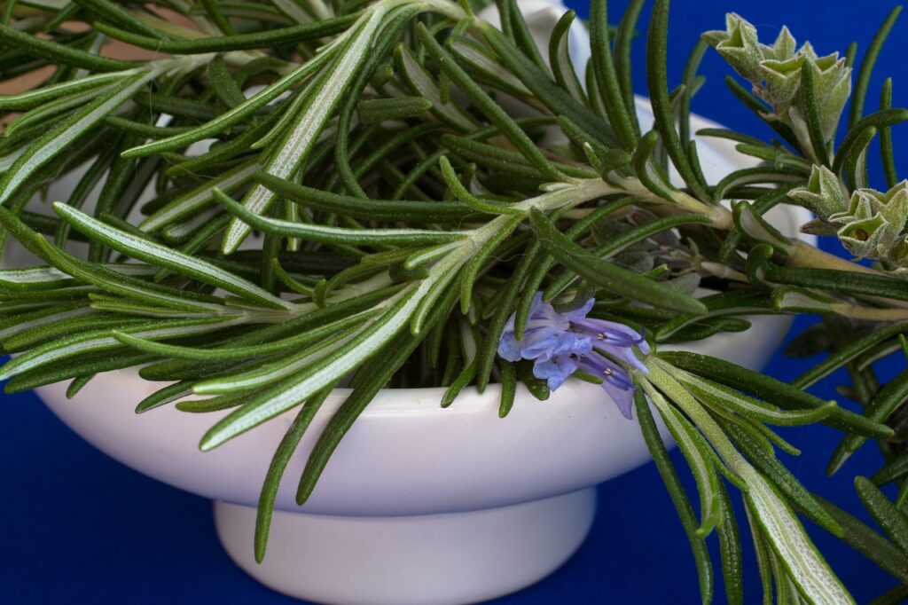 Make Your Own Rosemary Infused Oil