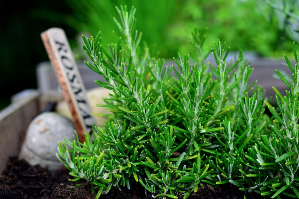 rosemary, herbs, plant-7281205.jpg