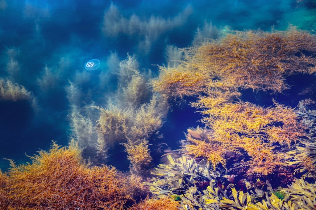 water, aquatic plants, seaweed-5142862.jpg