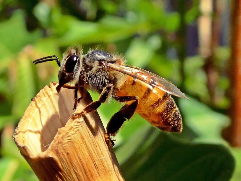 honeybee, bee, honey-525224.jpg