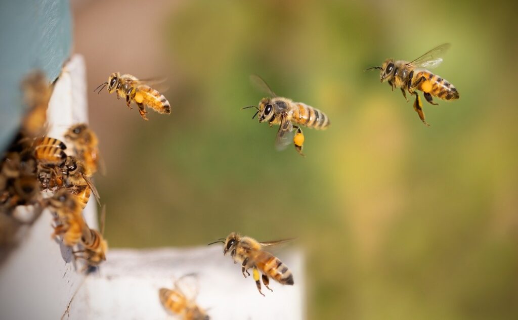 bees, honey bees, flying bees-8267791.jpg