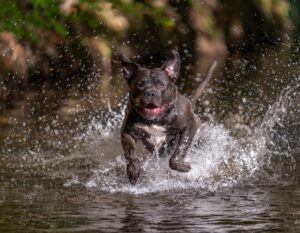 dog, american bully, domestic animal-7259323.jpg