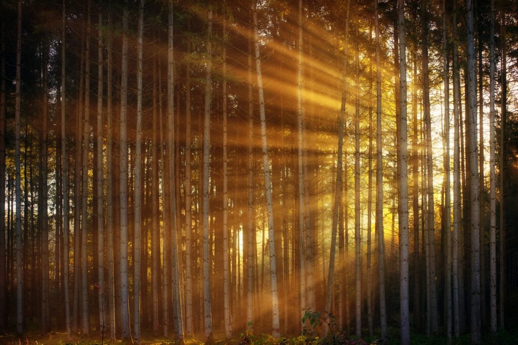 forest, sunlight, sunbeam-3124098.jpg