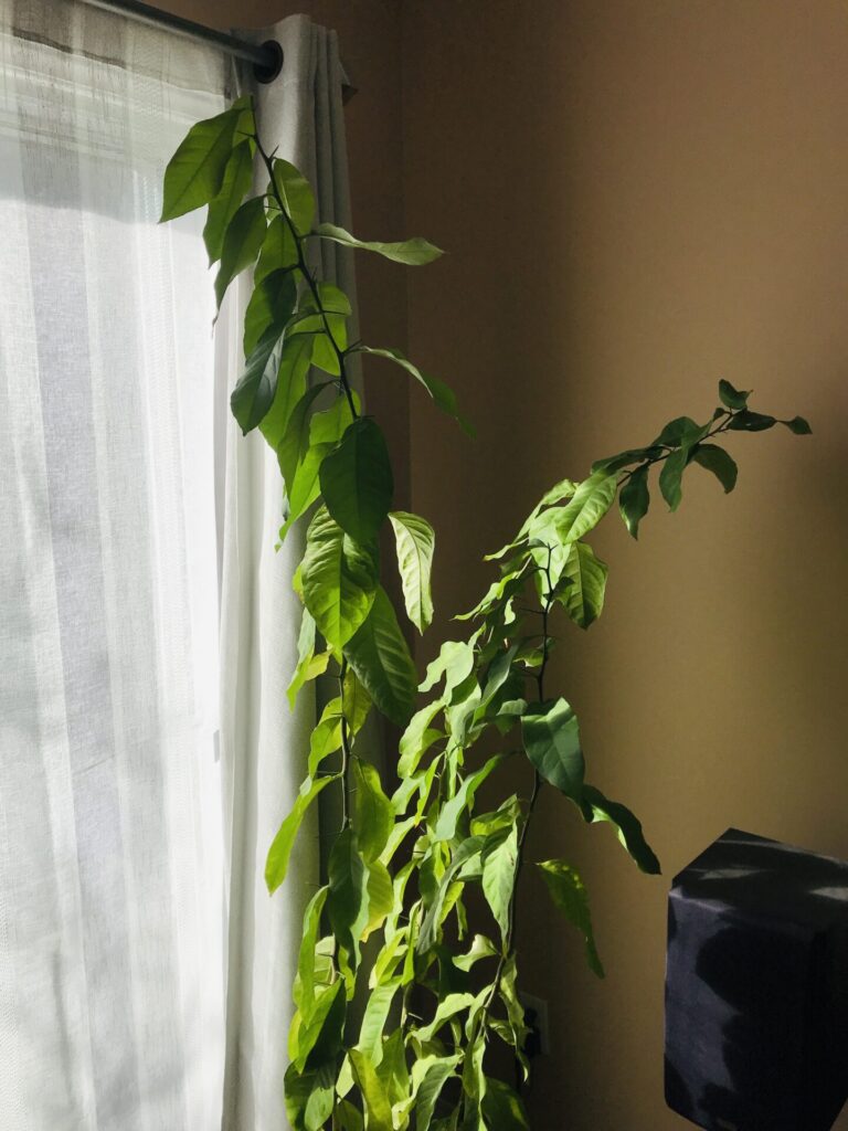 Growing A Lemon Plant From Seed