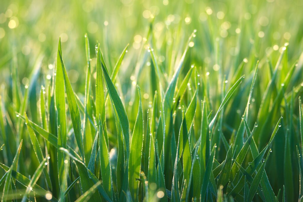 morning dew, grass, dewdrop-2224943.jpg