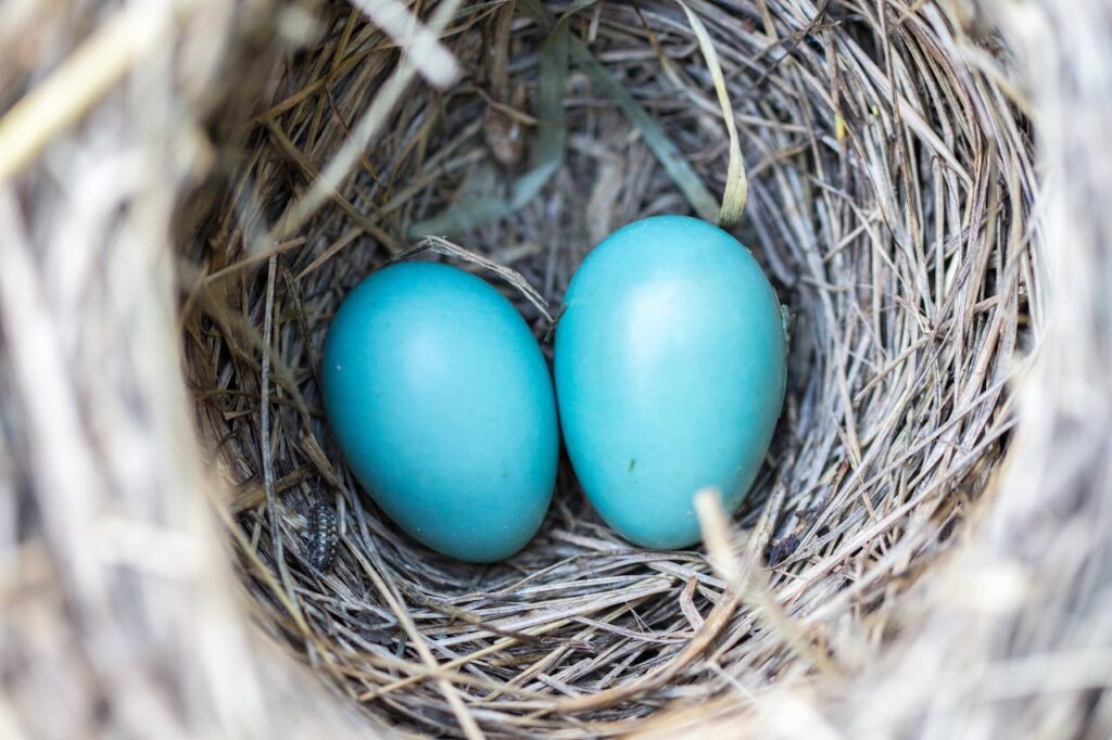 bird-nest-eggs-blue-158734-158734.jpg