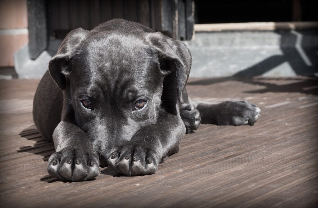 dog, puppy, pet, black dog, animal, pup, young dog, domestic dog, canine, mammal, cute, adorable, portrait, dog portrait, dog, dog, nature, dog, dog, dog, puppy