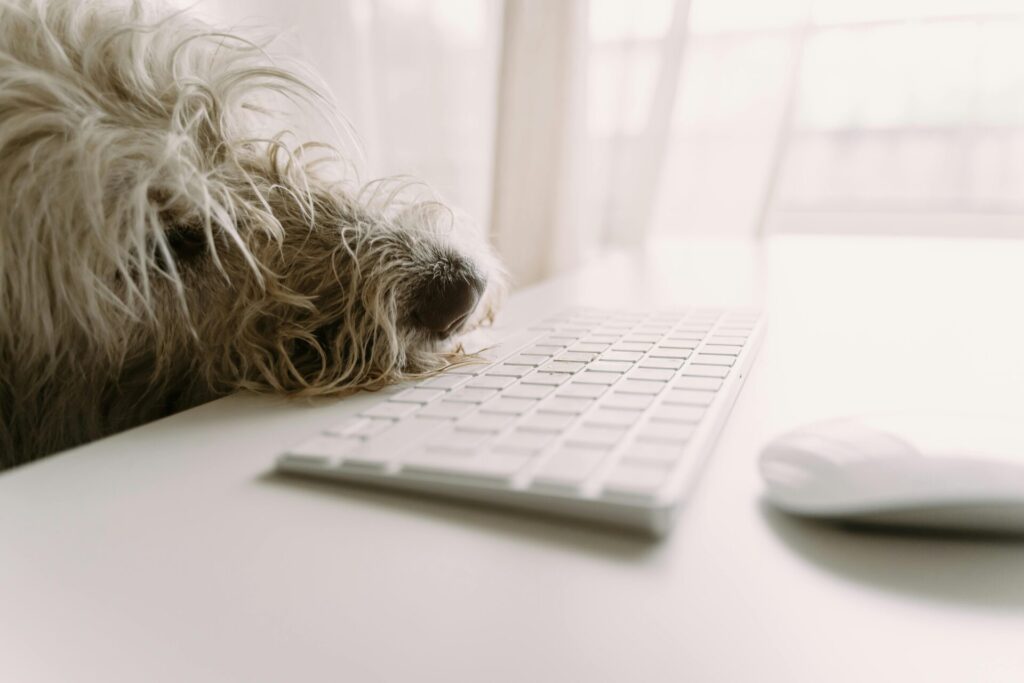 Adorable white dog sleeping on a desk beside a keyboard and mouse.