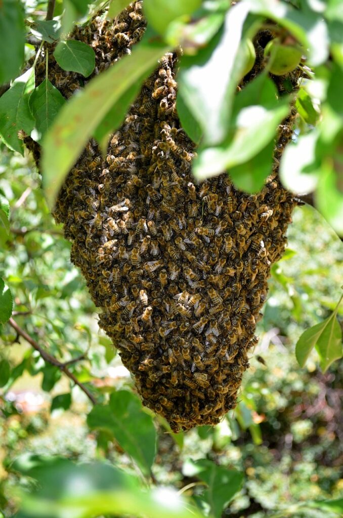 bee, hive, honeycomb 