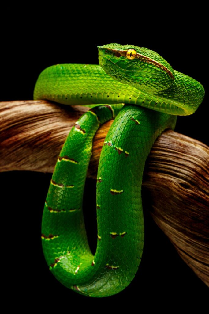 St.Eve Jobs/Jabs Bites The Apple