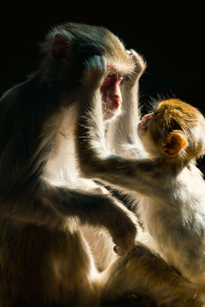 monkey, primates, nature, animal world, maternal love, animals, wildlife