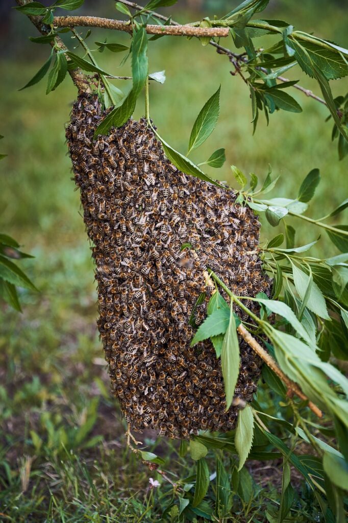 bees, beehive, bee colony, insects, honey bees, bee keeping, honey, swarm of bees, insect, nature, garden, flying insect, bee, escape, swarm time, swarm grape
