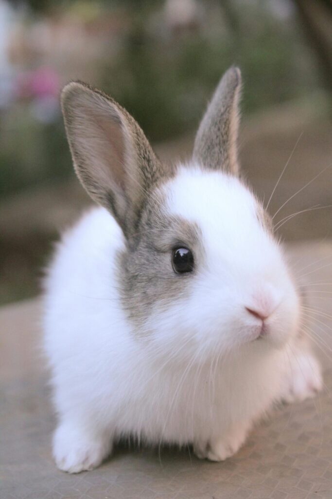 Close-up of a cute white and gray rabbit with a soft background, ideal for pet lovers.
